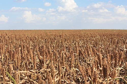 Property photo 4 - LAND AUCTION, 3255+/- Acres offered in 13 Tracts